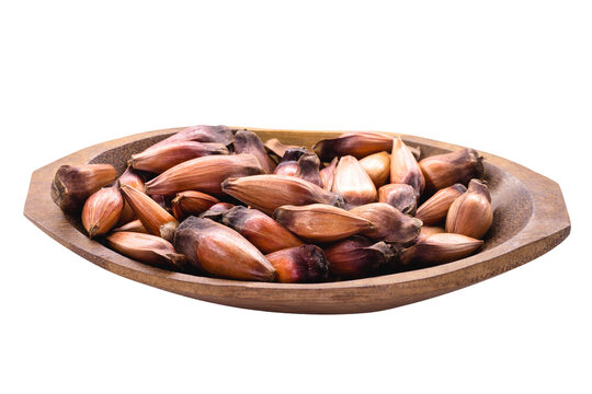 pinh&atilde;o seeds, the seed of the araucaria, a tree found in the South and Southeast of Brazil, consumed cooked or roasted, mainly in autumn and winter, isolated white background