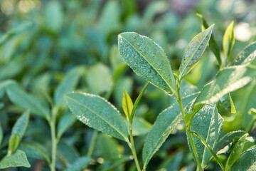 Morning dew on fresh tea leaves in vibrant greenery captured in soft sunlight.