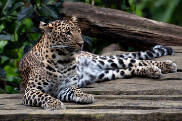 Close-up portrait of a Javan Leopard, Javan leopard resting ,portrait of a Javanese leopard resting