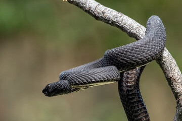Mangrove pit viper in attacking position, close up photo of a mangrove pit viper