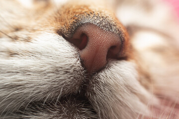 A close-up of a sleeping cat's nose