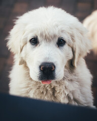 Adorable fluffy white puppy looking straight at the camera with its tongue slightly out. Cute close-up portrait, soft light and warm atmosphere.