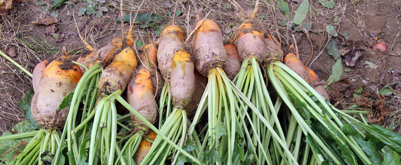 In the field on the pile are fodder beets