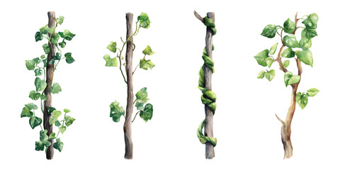 Green creeper vines leaves climbing wrapped trees trunks branches watercolor set isolated on transparent background