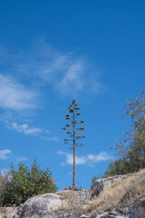 Vertical photo of a sisal tree in a hill. Blue sky with clouds at the background.