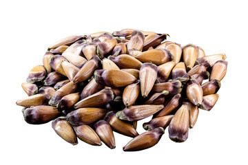 pinhão seeds, the seed of the araucaria, a tree found in the South and Southeast of Brazil, consumed cooked or roasted, mainly in autumn and winter, isolated white background