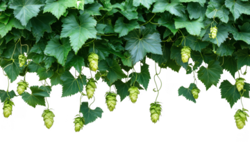 Green hop cones hanging from vines isolated on a transparent background