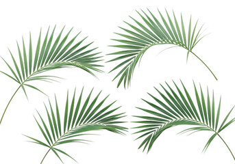 Fototapeta premium Tropical green palm fronds arranged artistically on a dark canvas background isolated on transparent background
