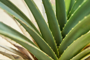 Close-up of spiky green aloe vera leaves with natural detail and texture.