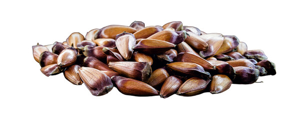 pinhão seeds, the seed of the araucaria, a tree found in the South and Southeast of Brazil, consumed cooked or roasted, mainly in autumn and winter, isolated white background