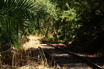 Overgrown Railway Tracks Surrounded by Lush Greenery in a Quiet Forest Setting