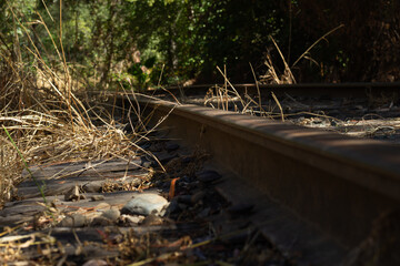 Rusty Train Tracks Overgrown With Grass in a Quiet Wooded Area During the Afternoon Light
