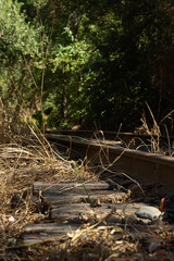 Abandoned Railway Tracks Overgrown With Grass in a Quiet Forest Setting During the Afternoon