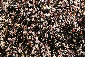 Dry leaves on bush. Autumn foliage texture. Brown plant background with sunlight. Seasonal pattern and nature concept. Natural dry branches and outdoor vegetation.