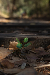 Small Green Plant Sprouts Amidst Fallen Leaves on a Forest Path in Autumn Sunlight