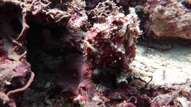 red painted frogfish (Antennarius Pictus) close-up lurking for prey on a coral reef in Alor, Indonesia