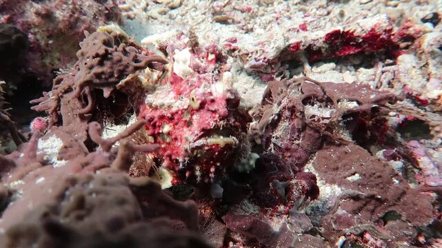 antennarius pictus red painted frogfish close-up lurking for prey on a coral reef in Alor, Indonesia
