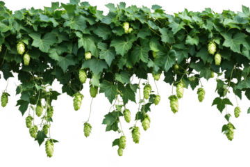 Green hops growing on vines isolated on a transparent background