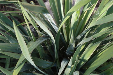 bylina juka jukka © Perovskia