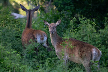  Two Red deer does walking through forest