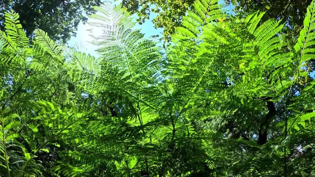 Jacaranda mimosifolia, tree branch with small feathery leaves against the sky and sun in the garden.