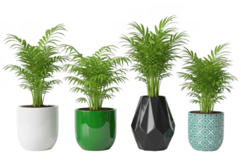 Four potted plants featuring lush green foliage in decorative modern pots arrayed together isolated on transparent background