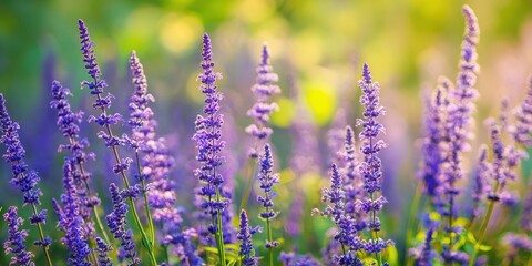 Naklejka premium The purple salvia flowers swaying in sunlit meadow with bokeh background