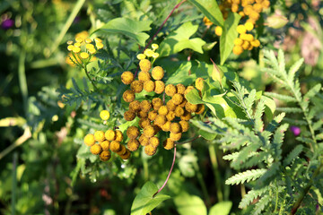 Fading tansy flowers and branches in the grass on a sunny summer day - horizontal color photo, close-up