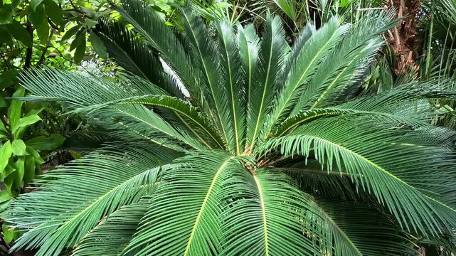 Cycad plant Cycas revoluta with yellow pollen in garden greenhouse