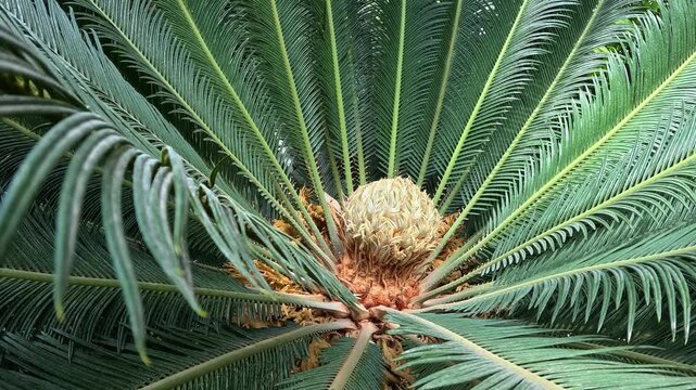 Strobilus of male cycad plant Cycas revoluta with yellow pollen in garden greenhouse