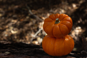 Two Stacked Pumpkins in a Forest During Autumn, Highlighting Seasonal Nature and Festive Spirit