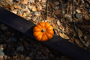 Bright Orange Pumpkin Resting on a Wooden Beam Surrounded by Earthy Autumn Leaves