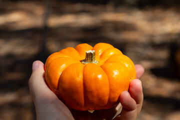 Holding a Vibrant Orange Pumpkin in a Hand During a Sunny Autumn Day in a Rustic Outdoor Setting
