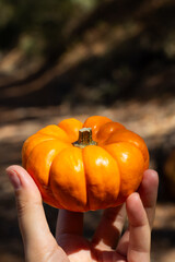 Hand Holding a Small Orange Pumpkin in a Forest Setting During Autumn Season