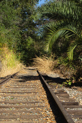 Exploring an Overgrown Railway Track Surrounded by Lush Vegetation on a Sunny Day