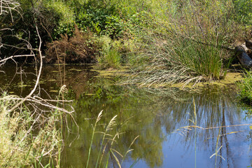 Calm Pond With Lush Greenery and Reflections Near a Natural Habitat in Bright Daylight