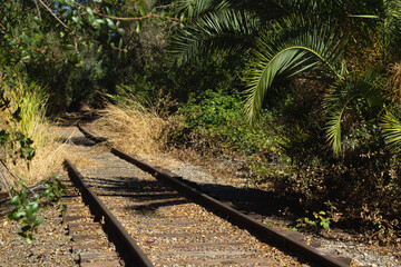 Overgrown Railway Tracks in a Lush Forest Setting During a Sunny Afternoon