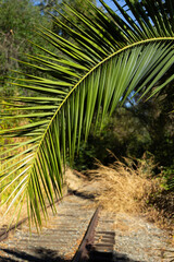 Green Palm Frond Frames an Abandoned Railway Track Surrounded by Overgrown Grass on a Sunny Day