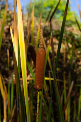 Brown Cattail Plant Standing Tall Among Green Reeds in a Sunny Wetland During Midday