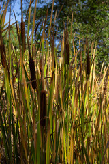 Cattails Sway Gently in the Breeze at a Serene Wetland During a Sunny Afternoon