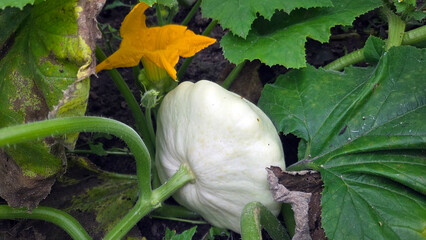 Fresh squash growing in a vegetable garden with vibrant green leaves and blooming yellow flower. Pattypan squash, Cucurbita pepo