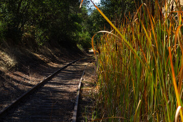 Overgrown Railway Tracks Beside Tall Grass in a Peaceful Woodland Setting During Daylight Hours