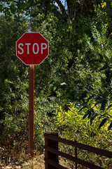 Stop Sign Surrounded by Lush Greenery in a Wooded Area During Bright Daylight