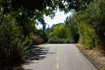 Serene Path Through Trees Under Bright Blue Sky on a Sunny Afternoon