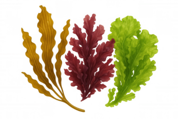 Underwater plants collection with red, green, and brown seaweed on transparent background, marine botany elements
