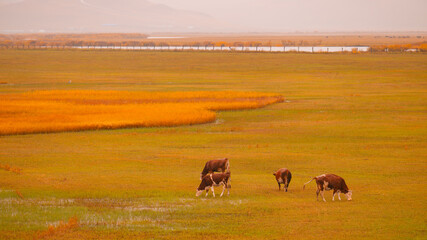 herd of horses on the pasture