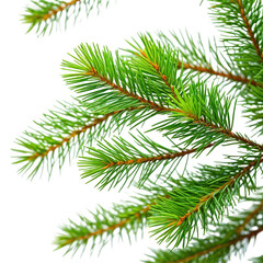 Close-up of vibrant green fir tree branches against black background