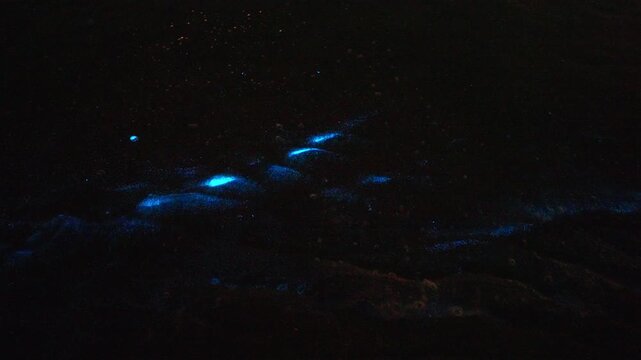 Bioluminescence (Noctiluca scintillans) in the waves