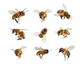 Fototapete Rund Bei Set of flying honey bees with pollen isolated on transparent background.  © Krafla