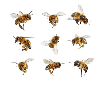 Set of flying honey bees with pollen isolated on transparent background.